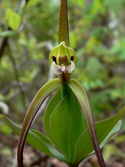 {Isotria verticillata}